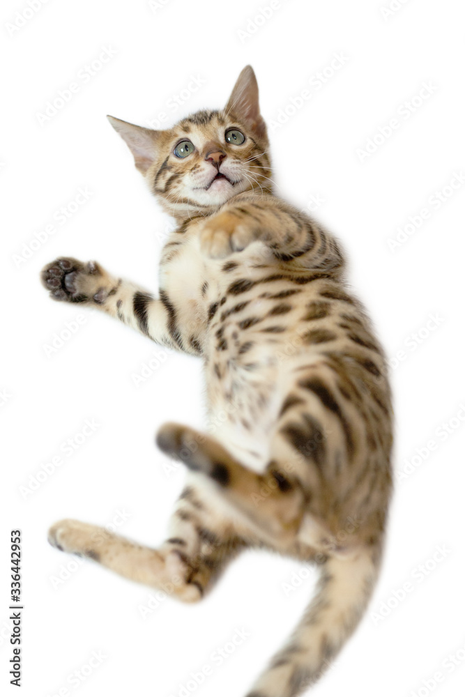 A Bengal kitten is lying on the floor