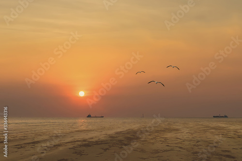 seagull birds flying in sunset over the sea 