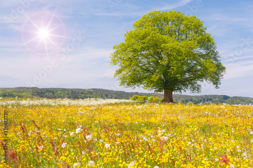 single linden tree in meadow at spring