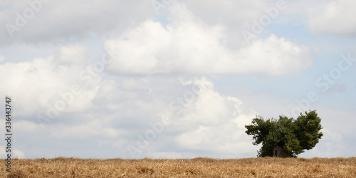 Hut and tree on a dry summer field
