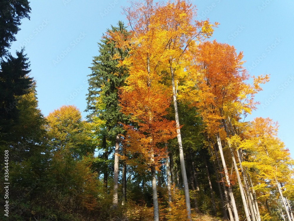 Fototapeta premium autumn in the park
