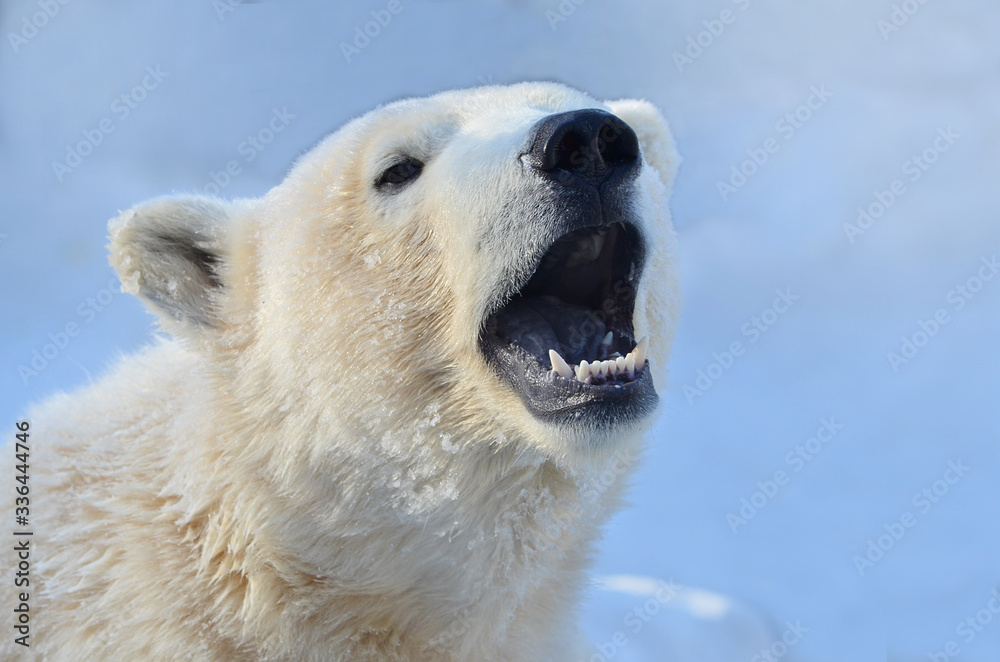polar bear portrait