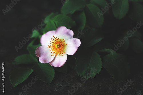 Dark and Moody Photo Of Dog Rose Blossom On The Green Background