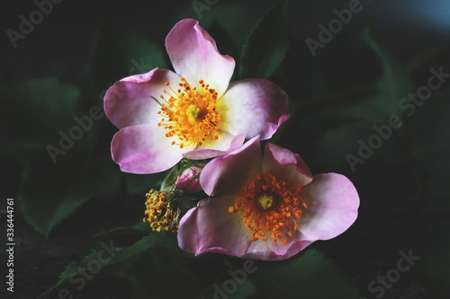 Dark and Moody Photo Of Two Dog Rose Blossoms