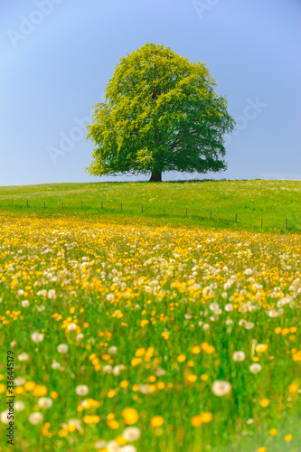 single beech tree wirh perfect treetop in meadow