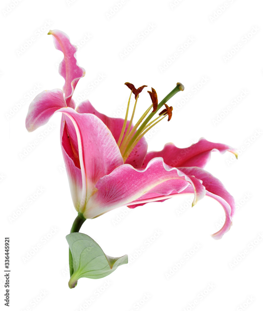 fresh pink lily