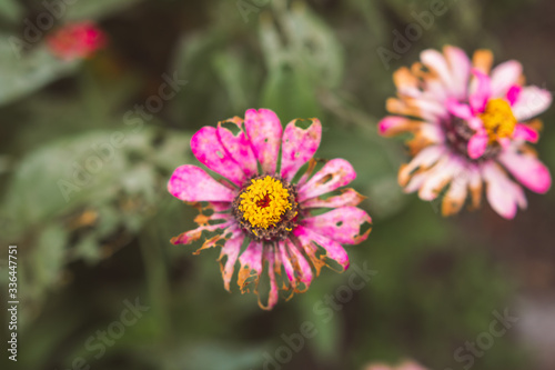 Dry and withered Zinnia flower. Blur background.