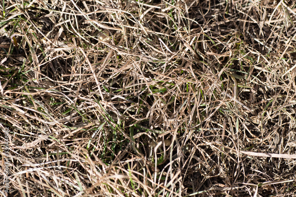 Close-up sprouts of fresh new green grass grow strongly through the old dry grass on the lawn, very early spring, the very first warm and sunny spring days. Background Close-up sprouts of fresh new green grass grow strongly through the old dry grass on the lawn, very early spring, the very first warm and sunny spring days. Background