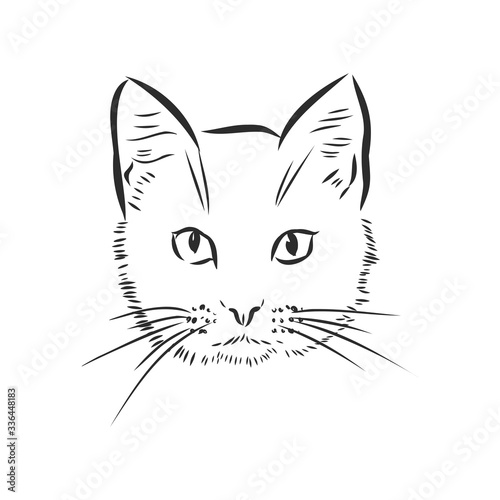 portrait of a cat, domestic cat, vector illustration of a sketch