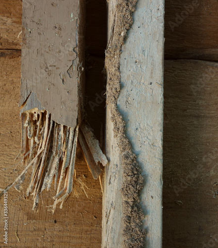 Foto Termite wood damage and mud tube