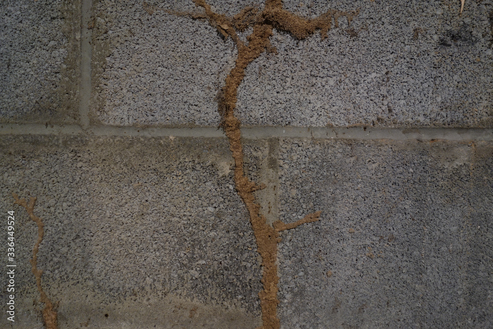 Fotografie Termite mud tubes on a concrete wal