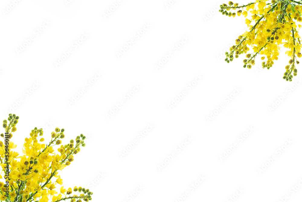 Pattern made of yellow blossom flowers on white background, isolated. Pattern made of yellow blossom flowers on white background, isolated.