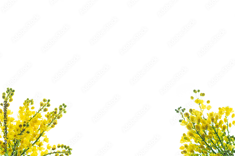 Pattern made of yellow blossom flowers on white background, isolated. Pattern made of yellow blossom flowers on white background, isolated.