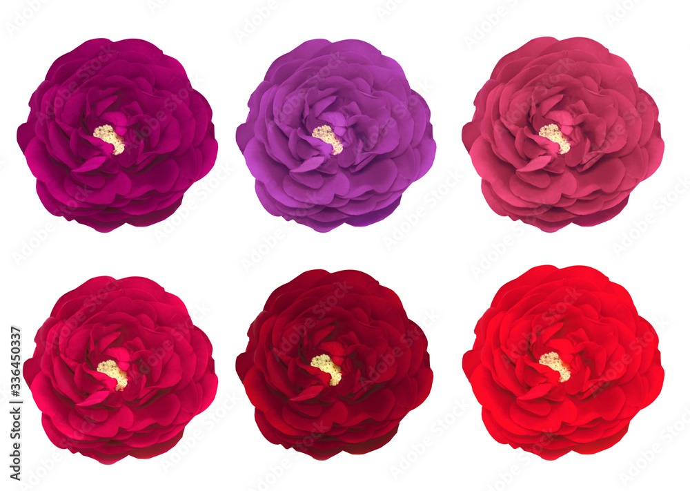 Multi-colored head roses on white background. Set of rose. Top view. Flat lay Multi-colored head roses on white background. Set of rose. Top view. Flat lay