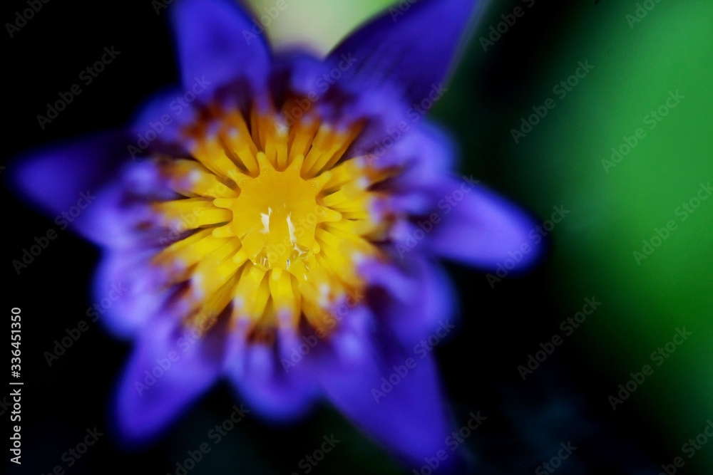 Purple lotus close up , focus on one point Purple lotus close up , focus on one point