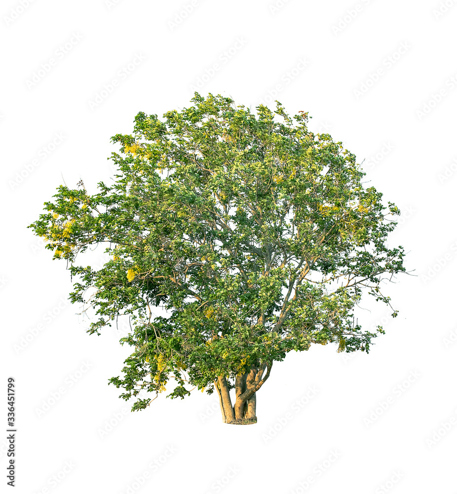 tree with beautiful structure isolate on white background, tropical trees isolated used for design, advertising and architecture