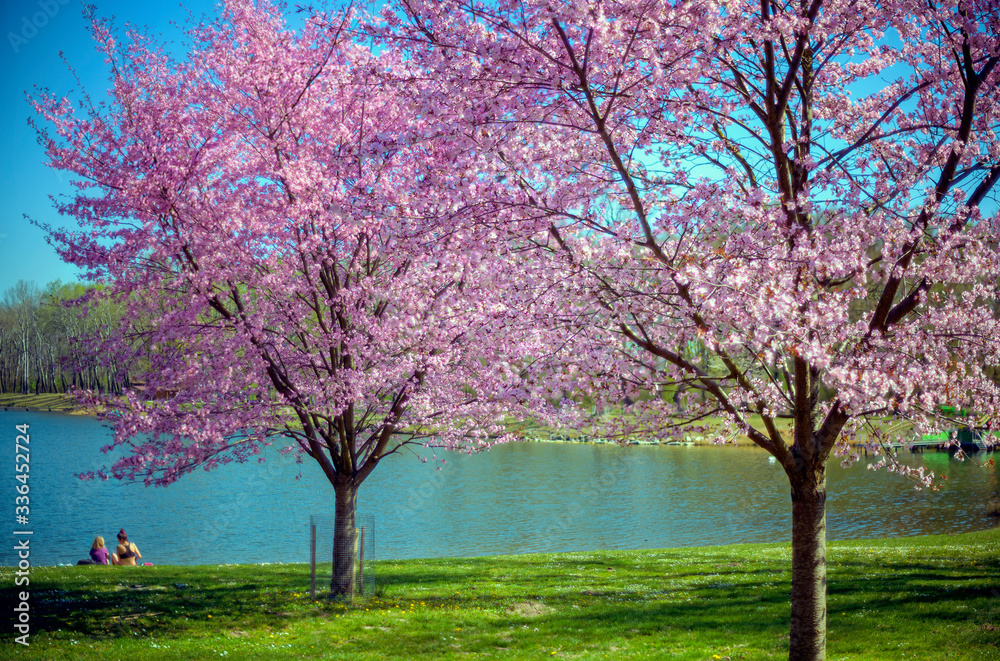 pink blossoming of trees at a public bathing pond pink blossoming of trees at a public bathing pond
