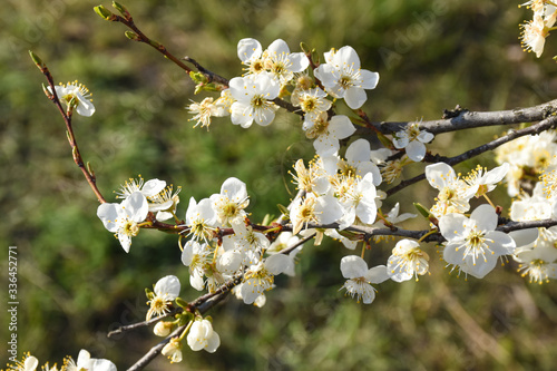 Close-up plum blossom branch on a beautiful spring day