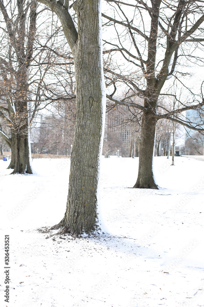Obraz premium Snowy tree scene