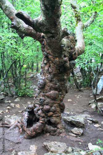 Crimea, Ay-Petri, nature