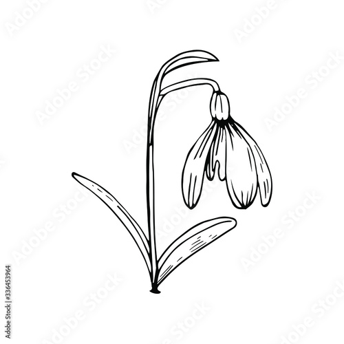 Snowdrop flower with petals and leaves. Hand drawn ink sketch. Black and white doodle vector illustration on white background.