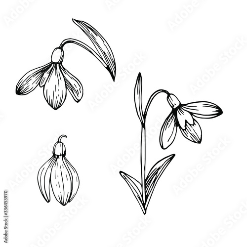 Snowdrop flower with petals and leaves. Hand drawn ink sketch. Black and white doodle vector illustration on white background.