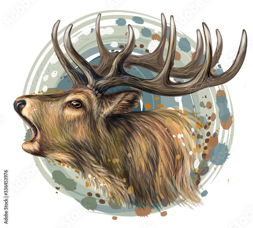 Deer. Realistic, artistic, color portrait of a roaring deer on a white background in watercolor style.