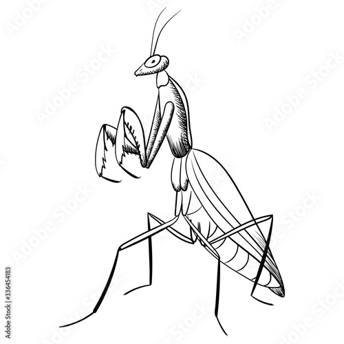 mantis vector  black line  illustration of  insect