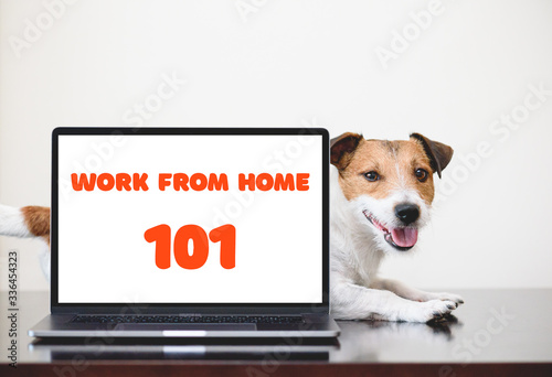 How to work from home concept with cute dog and modern computer on desk