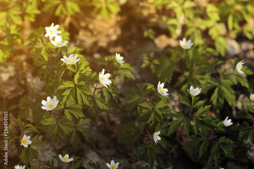 White anemone flowers in the awakening spring forest. First flowers in early spring with bright light nature forest background. close up first white spring forest anemone. selective focus. copy space © Andriy Medvediuk