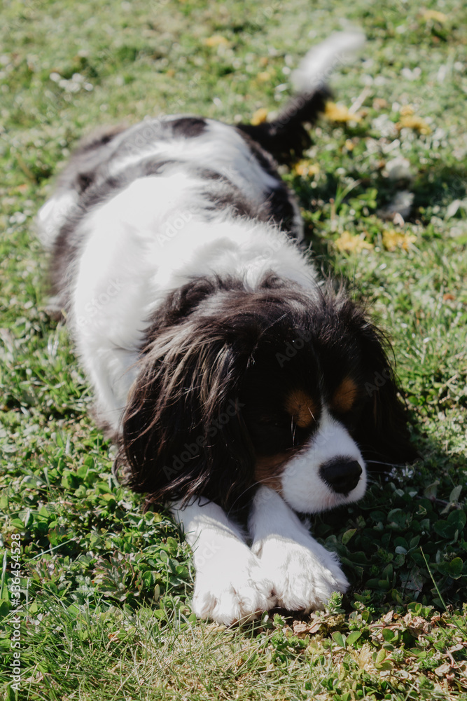bernese mountain dog lying on grass bernese mountain dog lying on grass
