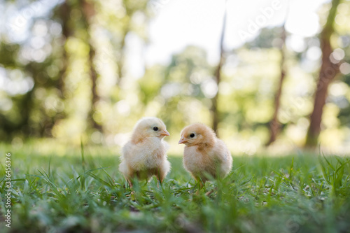 Fotobehang Two Baby Free Range Chicks Outside in the Grass with a Trees, Bokeh in Backgroun
