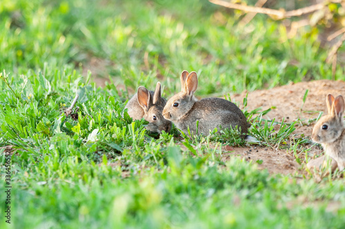 European rabbit (Oryctolagus cuniculus), small rabbits eating in the meadow. © J.C.Salvadores