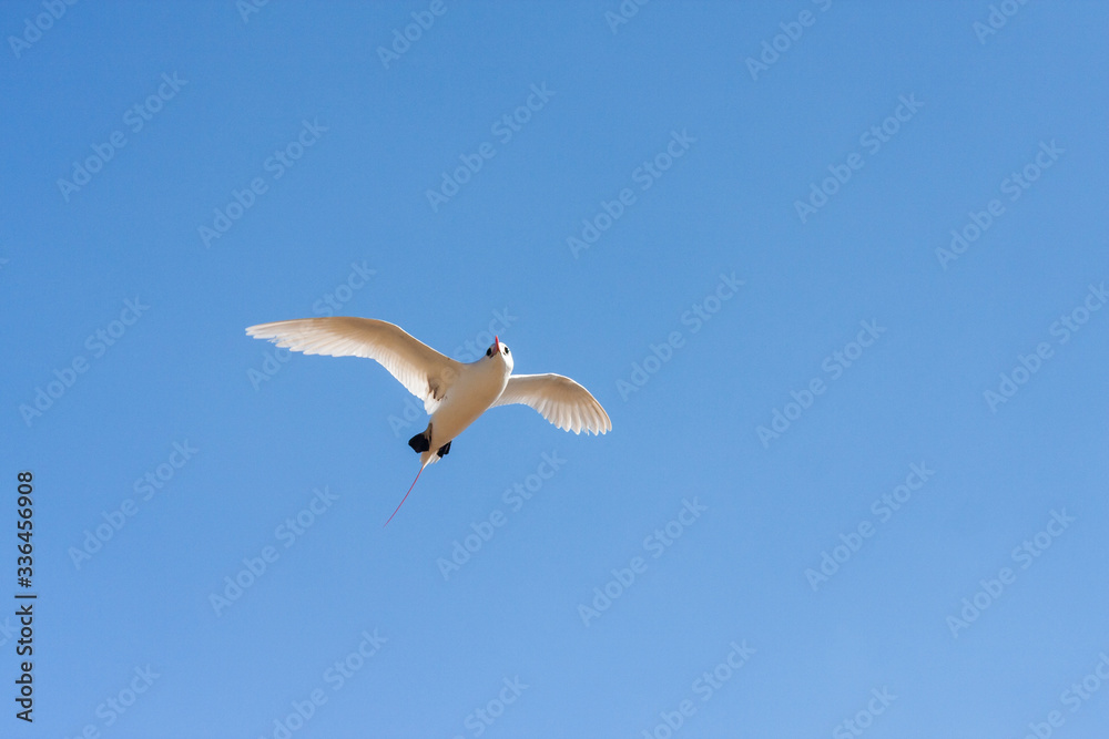 Obraz premium Red-billed tropic bird 