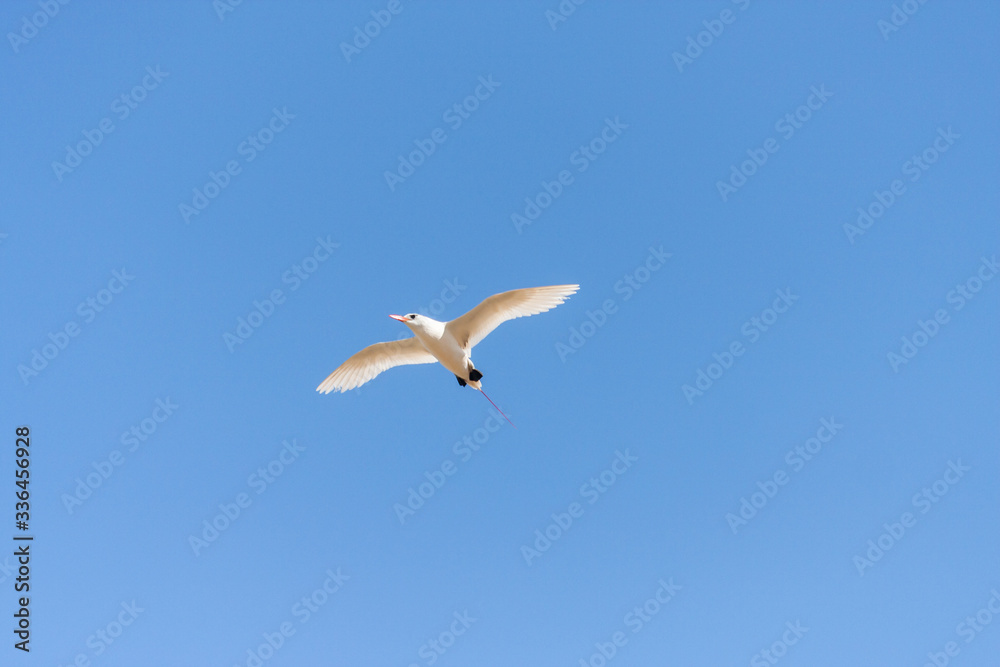 Red-billed tropic bird Red-billed tropic bird
