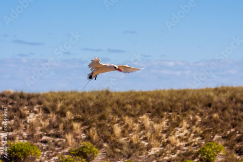 Red-billed tropic bird 