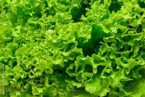 Green fresh salad lettuce leafs .