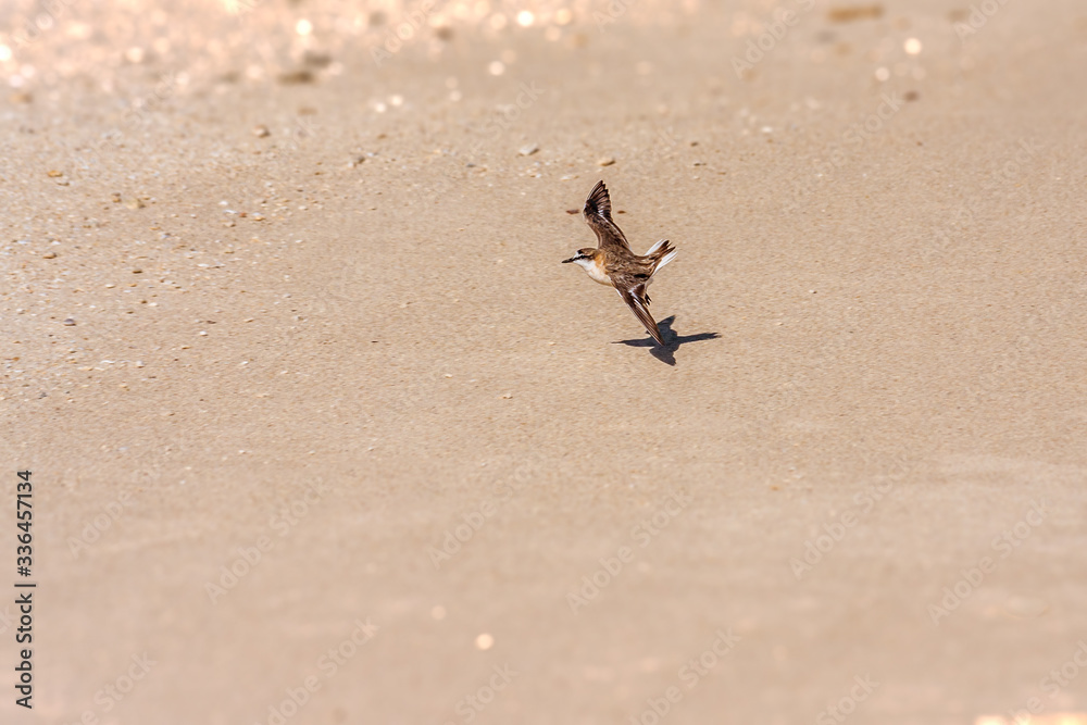 Little sparrow flying