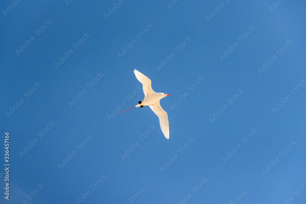 Red-billed tropic bird Red-billed tropic bird