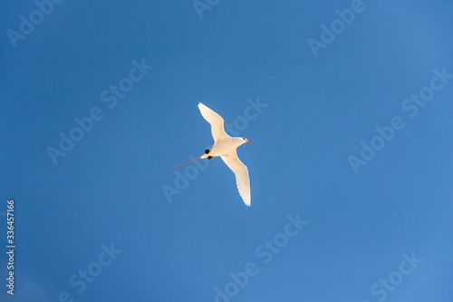 Red-billed tropic bird  Paille-en-Queue 