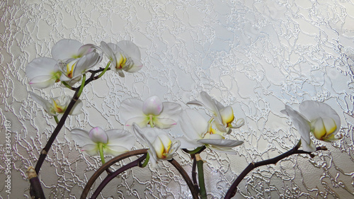 Fotografie orchidées blanches,