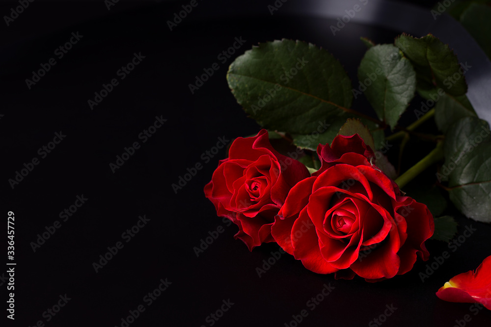 Red roses on a black background. Copy space. Red roses on a black background. Copy space.