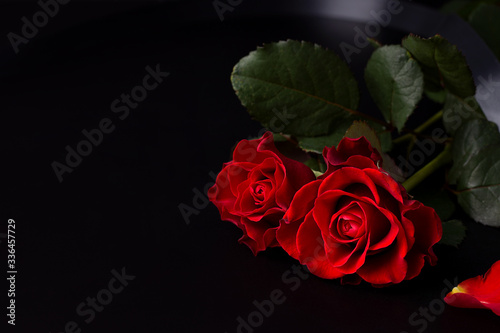 Red roses on a black background. Copy space.