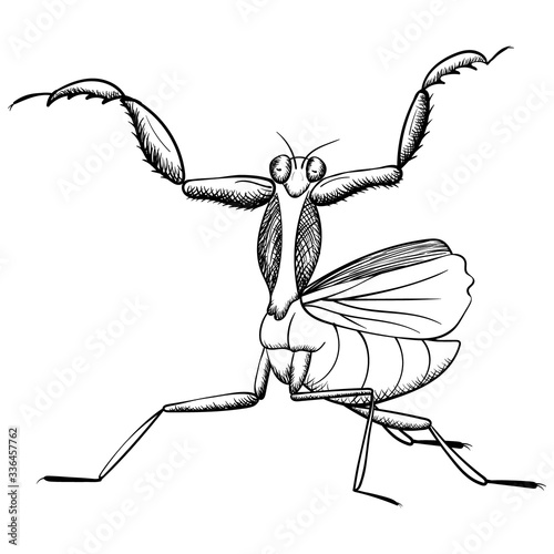 mantis vector  insect, black line isolated on white