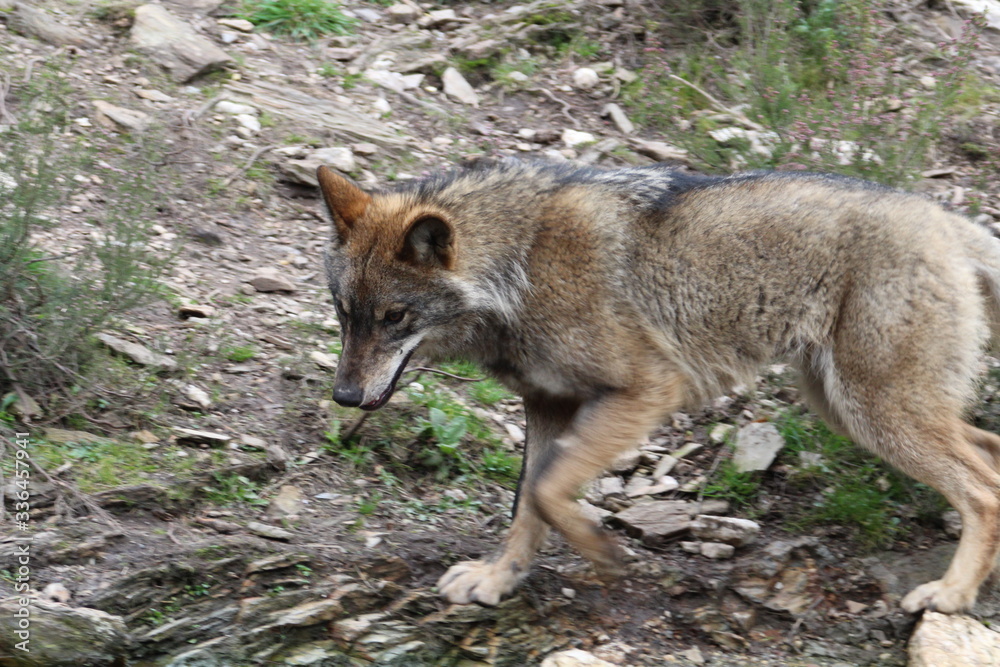 Beautiful iberian wolves in the mount playing in herd preparing the Hunt Beautiful iberian wolves in the mount playing in herd preparing the Hunt