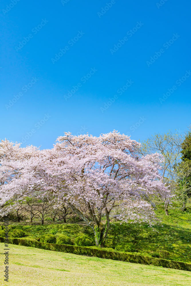 静岡県富士市岩本山公園の桜