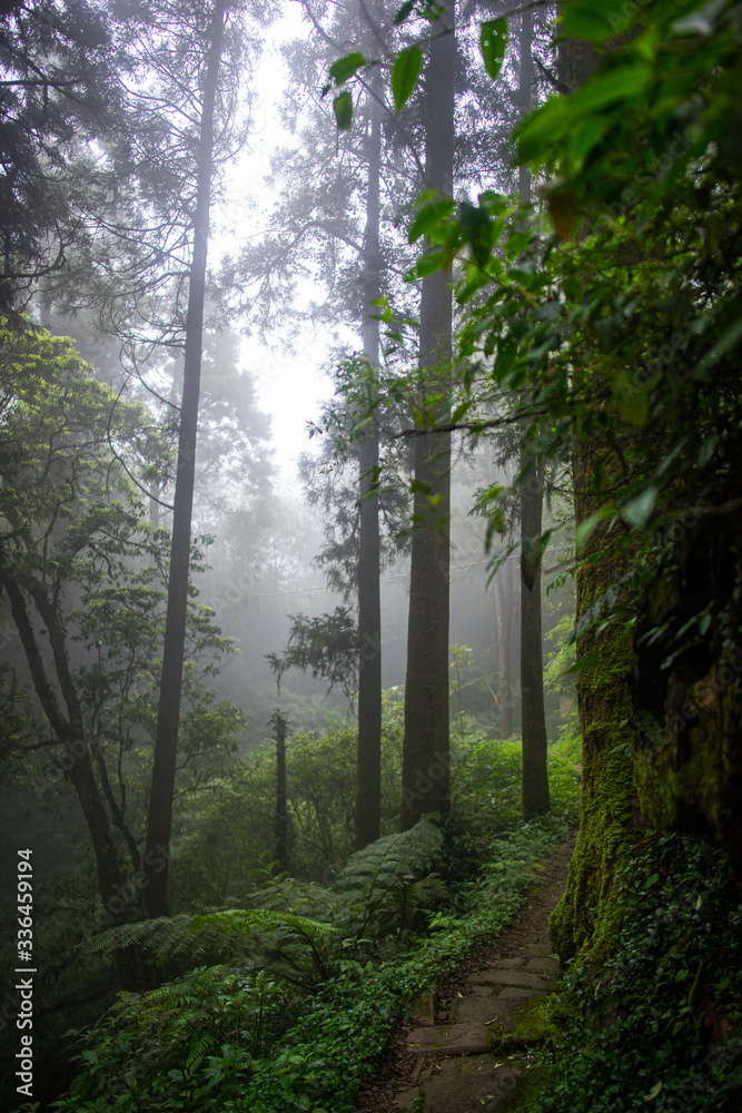 Fototapeta premium Forest of Dadongshan Hiking Trail, Alishan, Chiayi, Taiwan