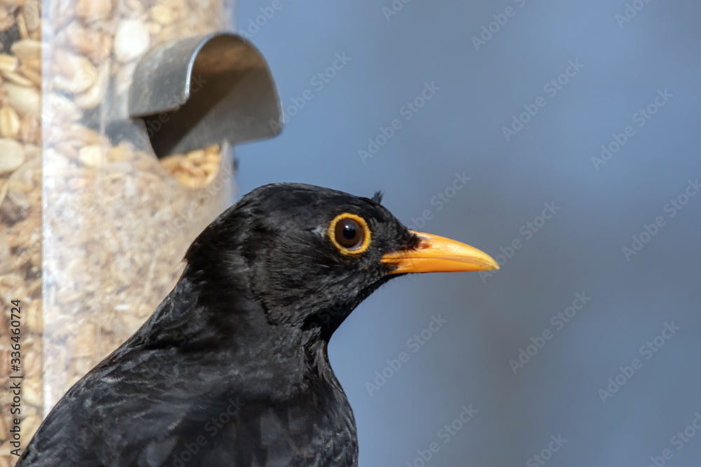 Fototapeta premium Amsel männlich 