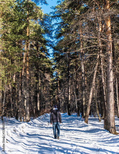Beautiful winter forest landscape. A man walks along a snowy road in a pine forest on a sunny day.