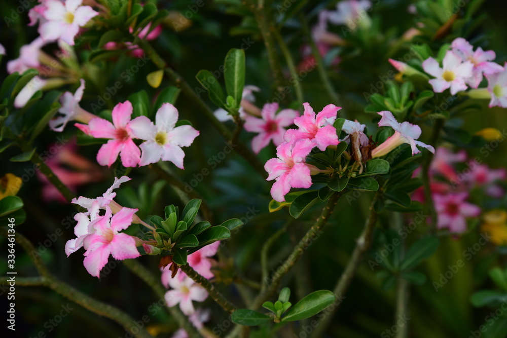flower blooming.Beautiful flowers in the garden Blooming in the summer.Landscaped Formal Garden. flower blooming.Beautiful flowers in the garden Blooming in the summer.Landscaped Formal Garden.